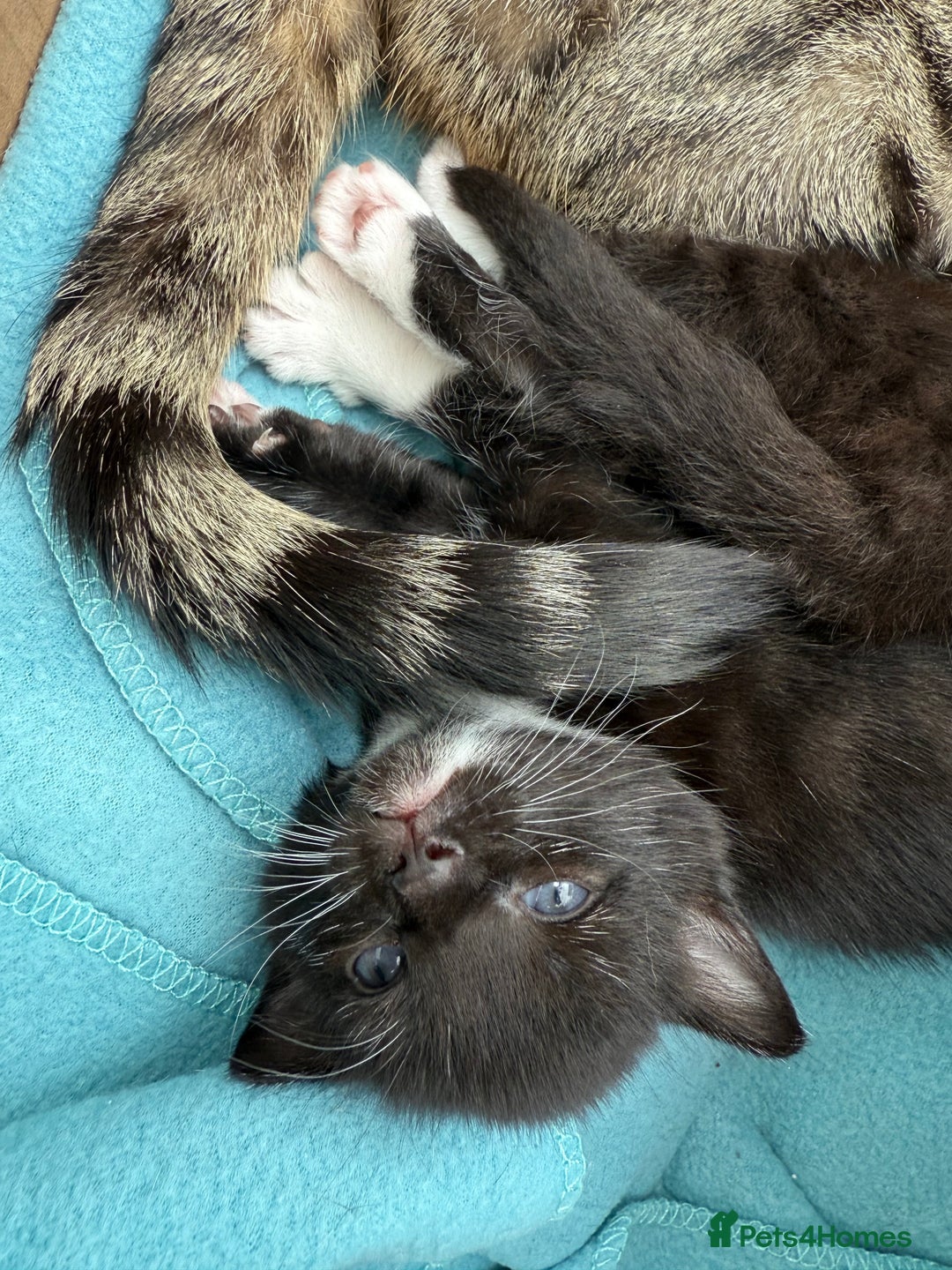 Domestic Shorthair cats for sale: Black and white kittens for sale in Manchester  - Image 15