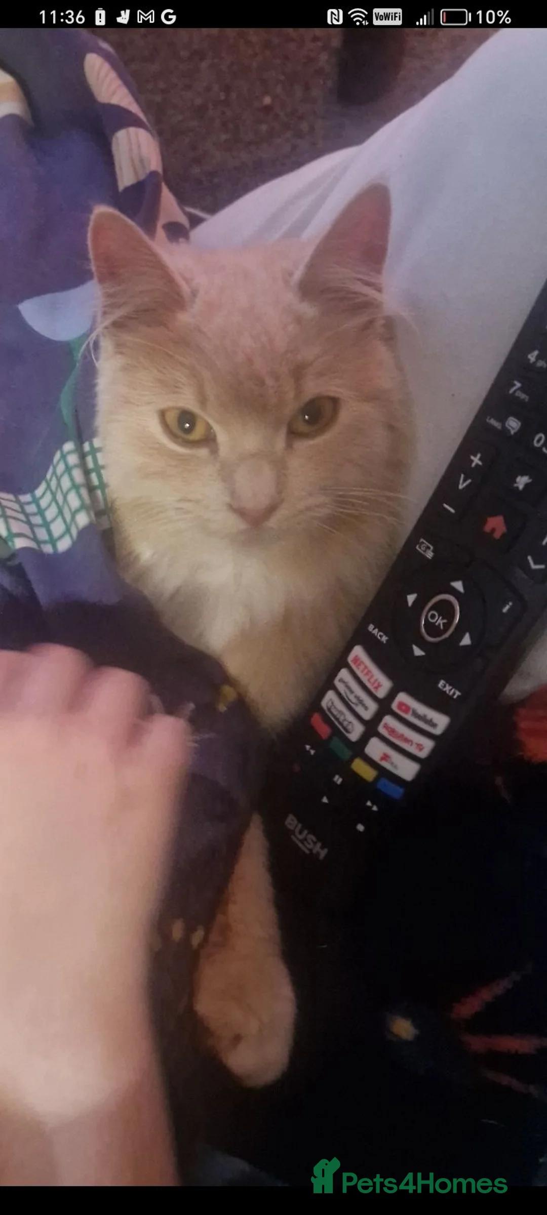 Maine Coon cats for sale: This is mango maine coon x moggy  - Advert 4