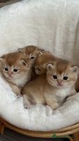 British Shorthair cats - Advert 13