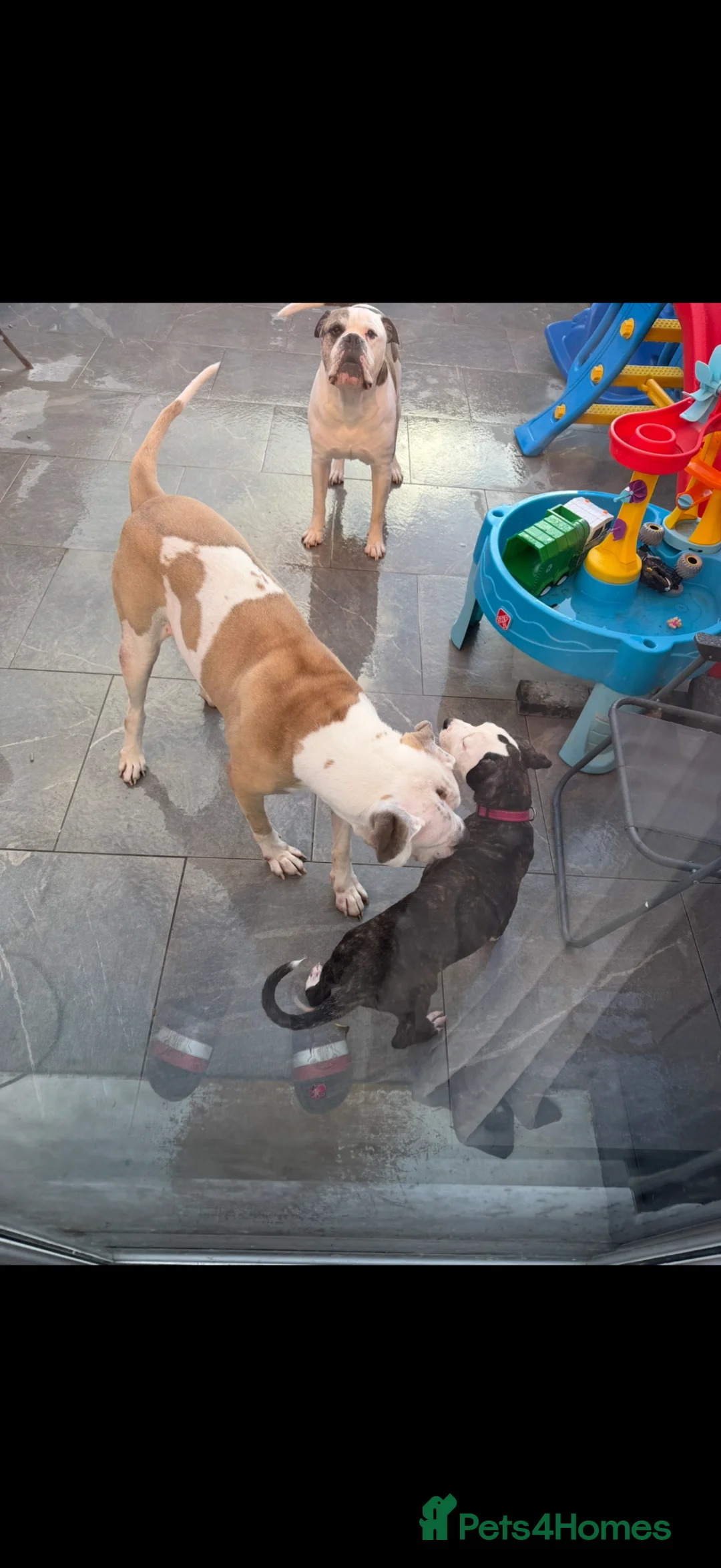 American Bulldog dogs for sale: American bulldog puppy - Advert 1