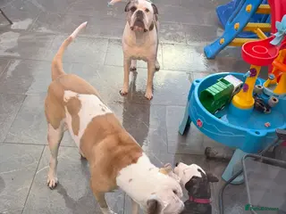 American Bulldog dogs American bulldog puppy - Advert 7