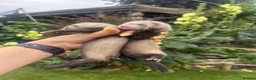 Ferret rodents for sale: 3/4 micro ferret kits Jills & Hobs in Doncaster - Advert 3