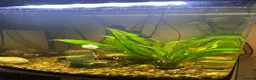 Barbs fish for sale: Fish tank and fish for sale  in Rotherham - Advert 4