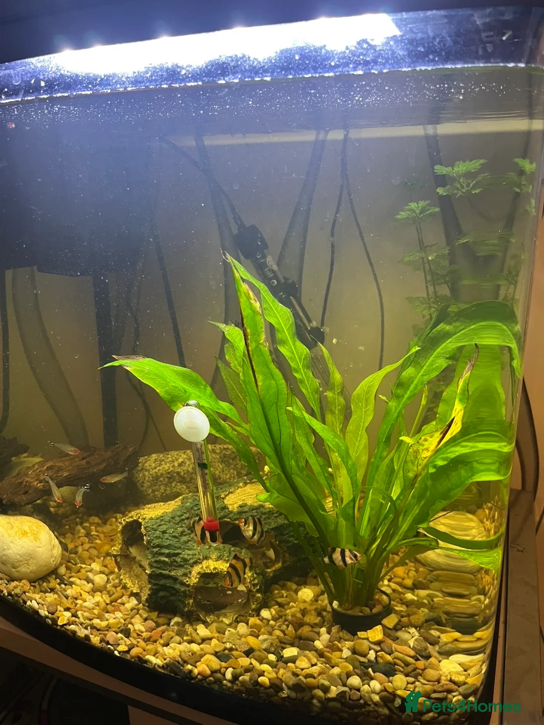 Barbs fish for sale: Fish tank and fish for sale  in Rotherham - Advert 4