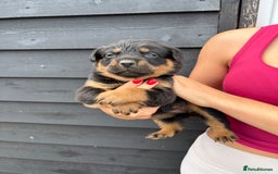 Rottweiler dogs for sale: Rottweiler puppies for sale. - Image 11