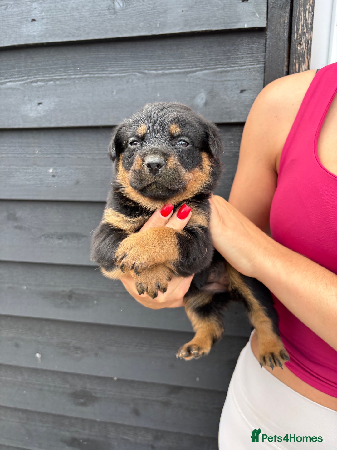 Rottweiler dogs for sale: Rottweiler puppies for sale. - Image 11
