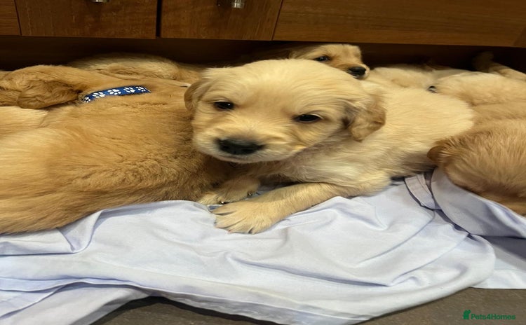 Golden Retriever dogs - Advert 14