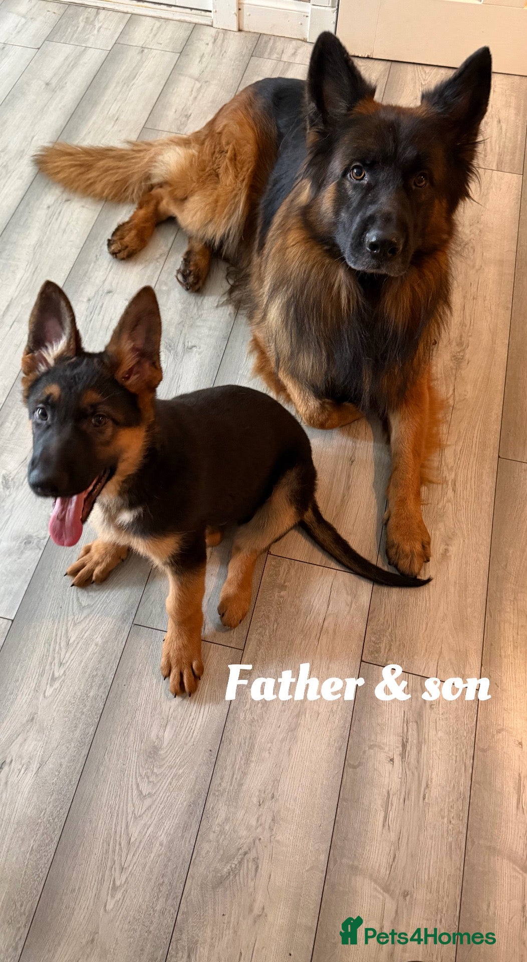 German Shepherd dogs GLENCONNER GERMAN SHEPHERDS  - Advert 5