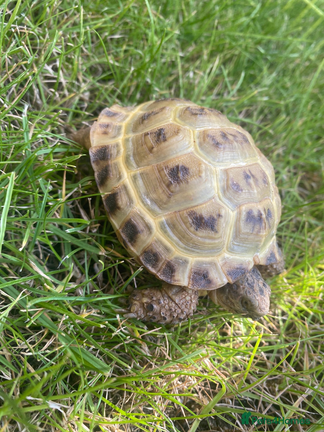 Tortoise reptiles for sale: Horse field  - Image 4