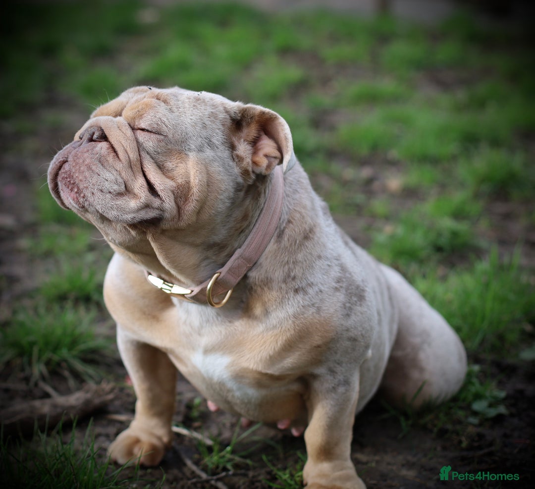 English Bulldog dogs for sale: English Bulldog Looking for a Forever Home  - Image 4