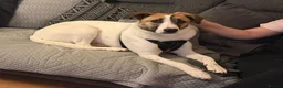 Mixed Breed dogs for adoption: ❤️ZAYKA❤️- GENTLE 14 MONTHS GIRL STILL WAITING - Advert 2