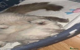 Ragdoll cats for sale: Pure ragdoll kittens ready to leave now ‼️ - Image 1