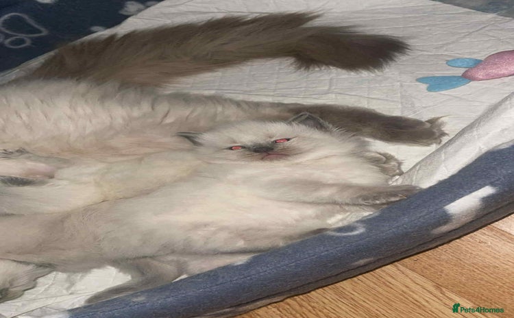 Ragdoll cats - Advert 3