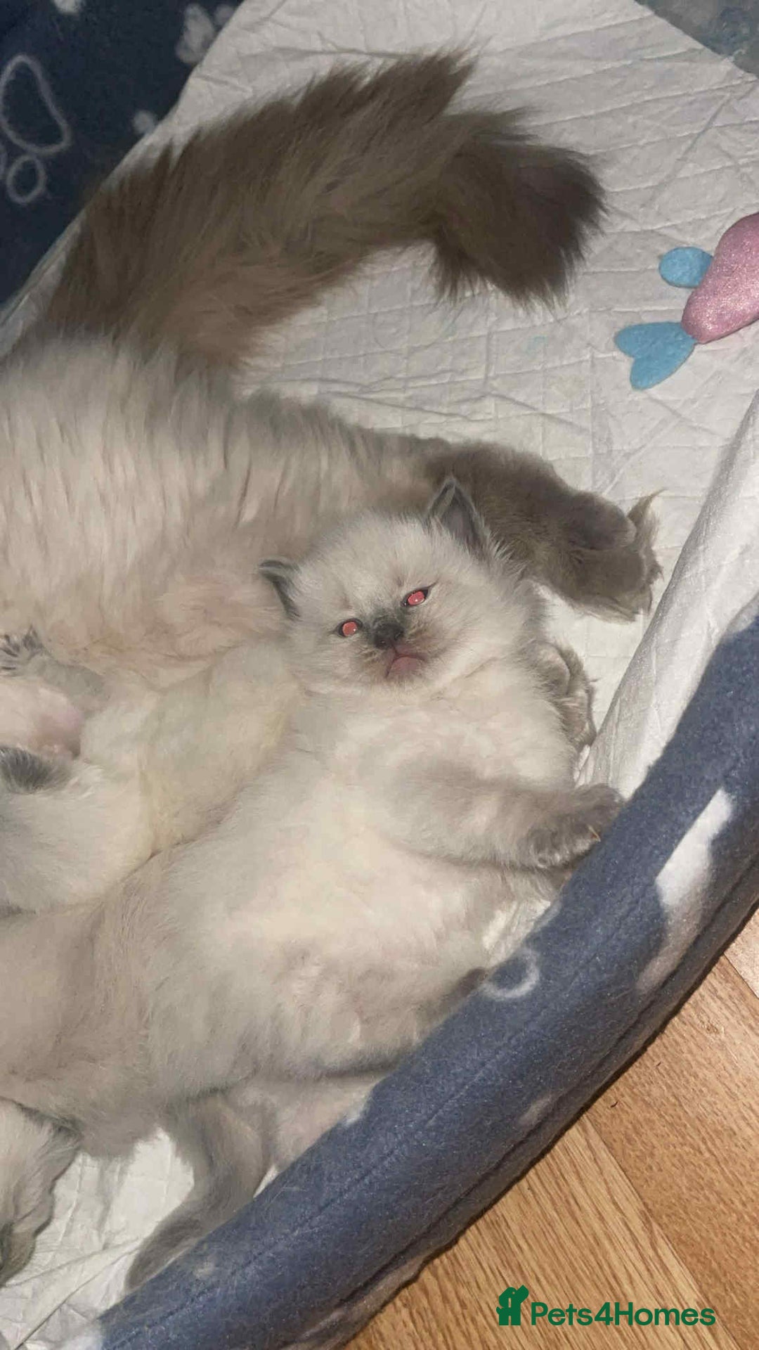 Ragdoll cats for sale: Pure ragdoll kittens ready to leave now ‼️ - Image 1
