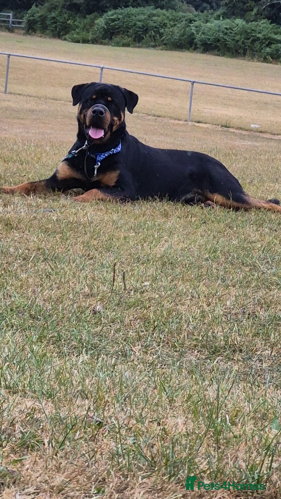 Rottweiler dogs 1 year old rottweiler - Advert 8
