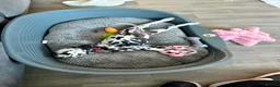 Dalmatian dogs for sale: 13 weeks old female Dalmatian puppy  in Gloucester - Advert 3