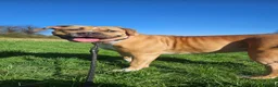 American Bulldog dogs for sale: American Bully in Doncaster - Advert 3