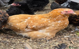 Chickens poultry for sale: Pekin Bantam pullets POL - Image 4