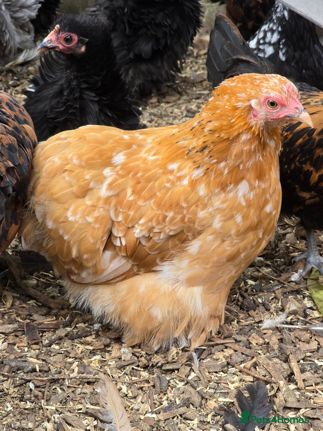 Chickens poultry for sale: Pekin Bantam pullets POL - Image 4