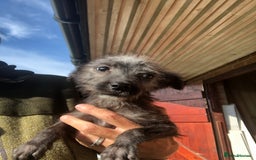 Mixed Breed dogs for sale: BEDDIPOO pups 1/2 bedlington 1/2 poodle  - Image 1