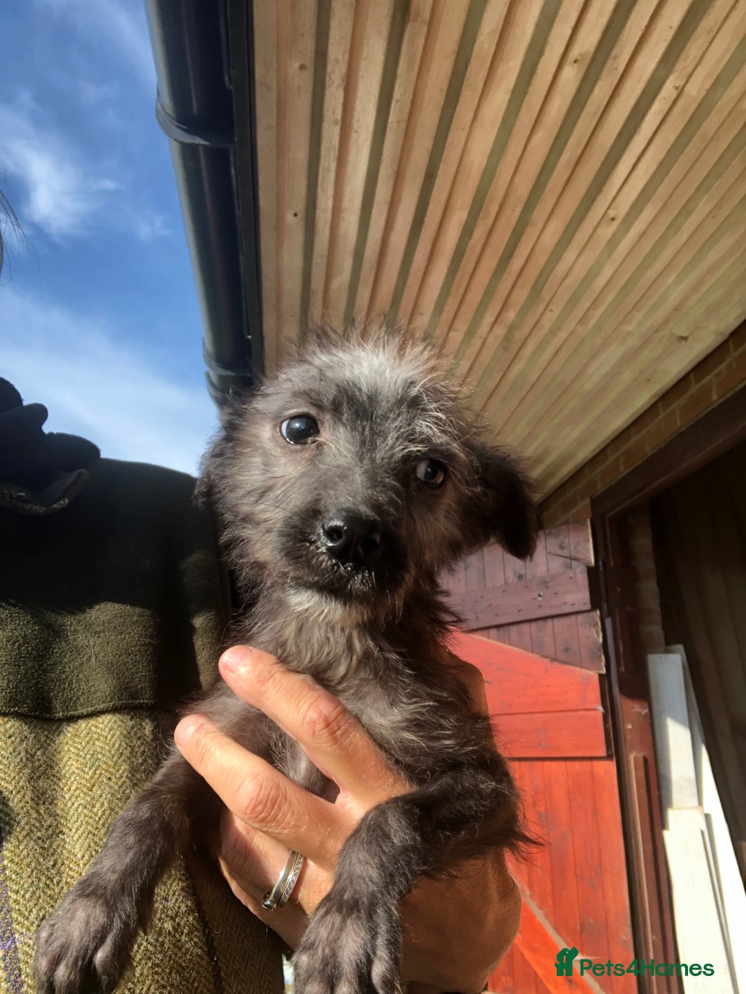 Mixed Breed dogs for sale: BEDDIPOO pups 1/2 bedlington 1/2 poodle  - Image 1