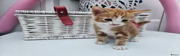 Mixed Breed cats for sale: Kittens for sale  - Advert 8