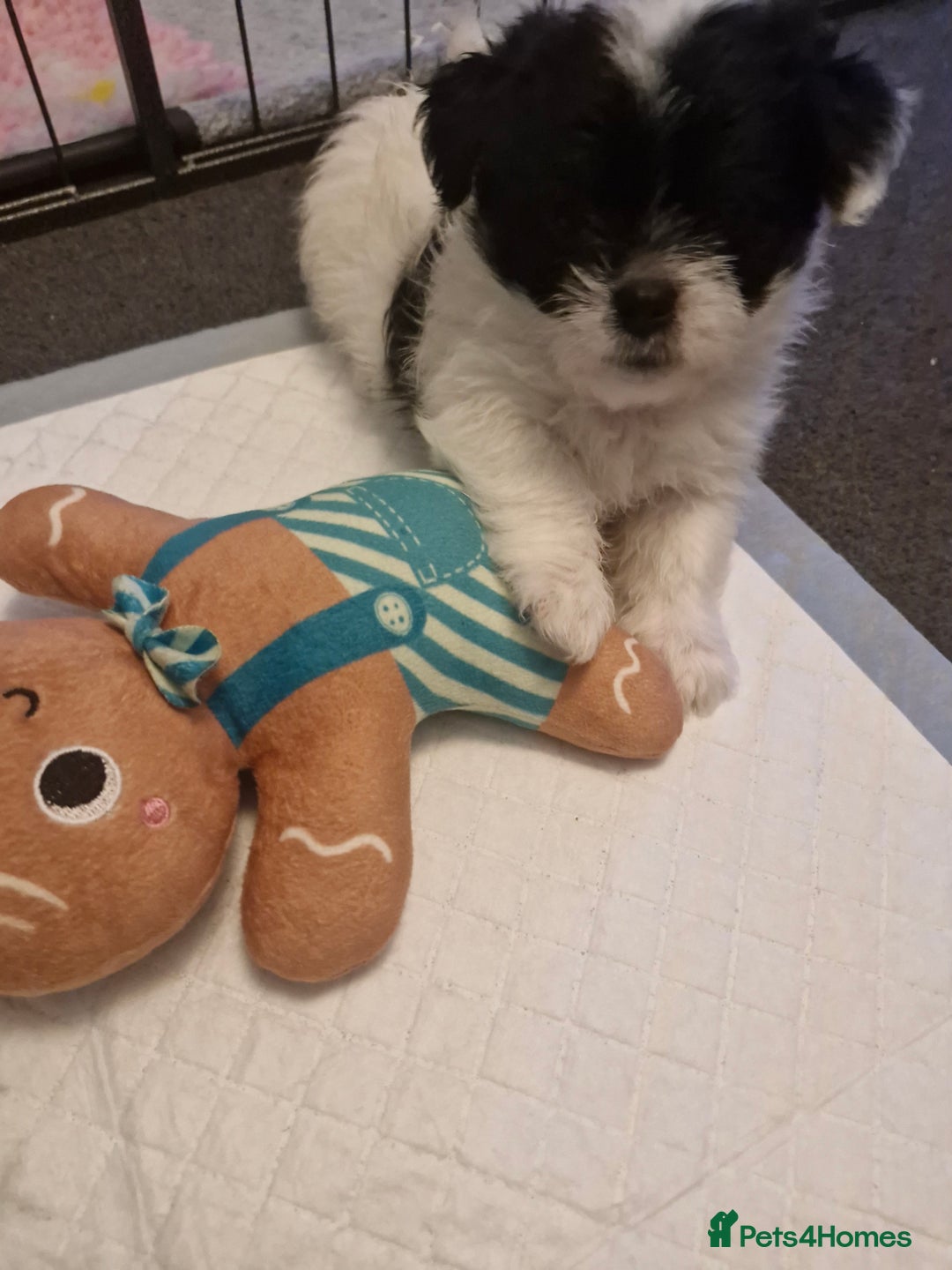 Mixed Breed dogs for sale: Stunning maltipoo x pug baby  - Advert 11