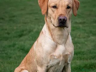 Labrador Retriever dogs Stunning yellow lab for stud - Advert 1