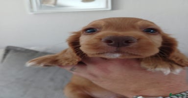 Cocker Spaniel dogs - Advert 2