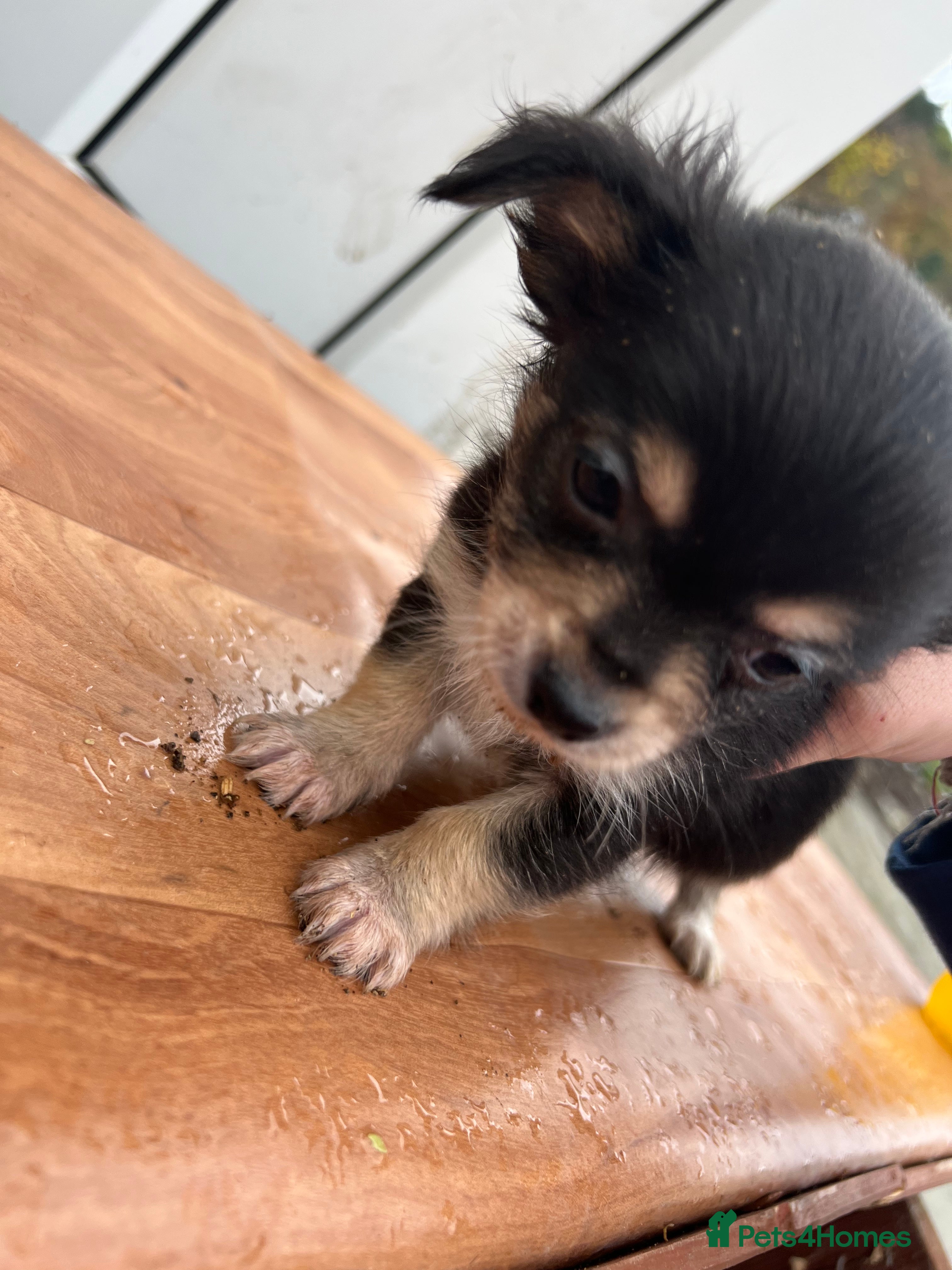 Chihuahua dogs Chihuahua pups for sale  in Shipley - Advert 2