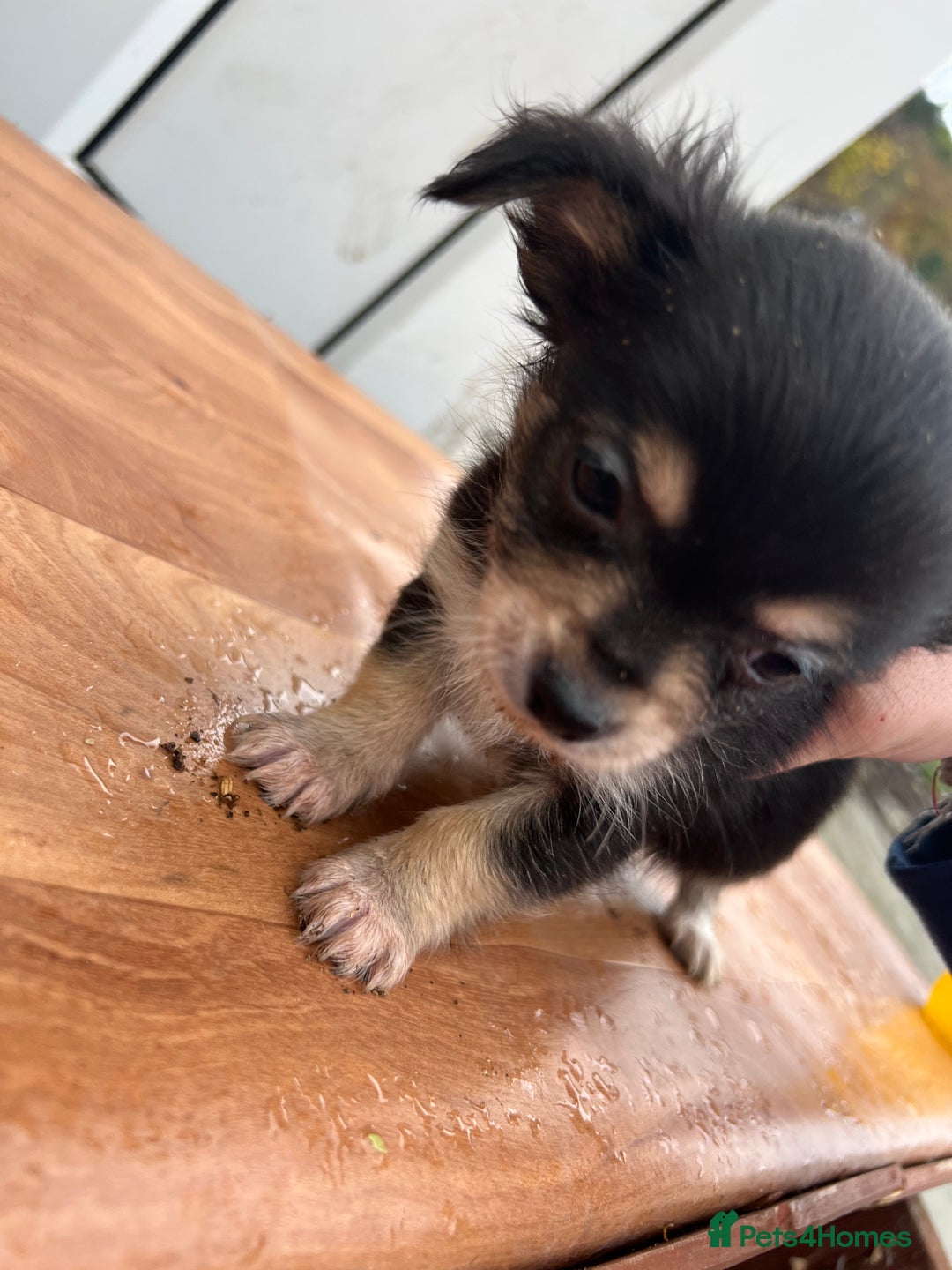 Chihuahua dogs for sale: Chihuahua pups for sale  in Shipley - Advert 1