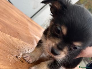 Chihuahua dogs Chihuahua pups for sale in Shipley - Advert 7