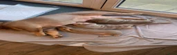 English Bulldog dogs for sale: Lilac Tri English Bulldog Puppies  - Advert 14