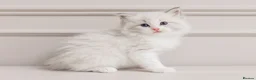 Ragdoll cats for sale: Best Ragdoll kittens - Advert 18
