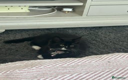 Mixed Breed cats for sale: X2 black and white fluffy girl kittens left - Image 15