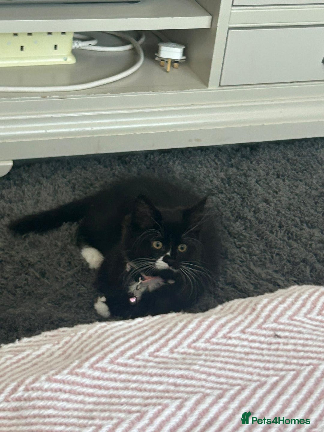 Mixed Breed cats for sale: X2 black and white fluffy girl kittens left - Image 15