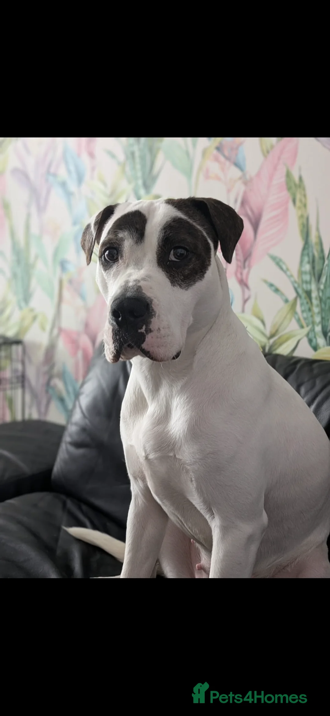 Mixed Breed dogs for sale: Bella – Loving Family Dog Looking for a New Home🐾 - Advert 1