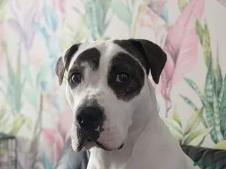 Mixed Breed dogs Bella – Loving Family Dog Looking for a New Home🐾 - Advert 1