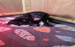 Cocker Spaniel dogs for sale: KC Registered Working Cocker Spaniels - Image 1