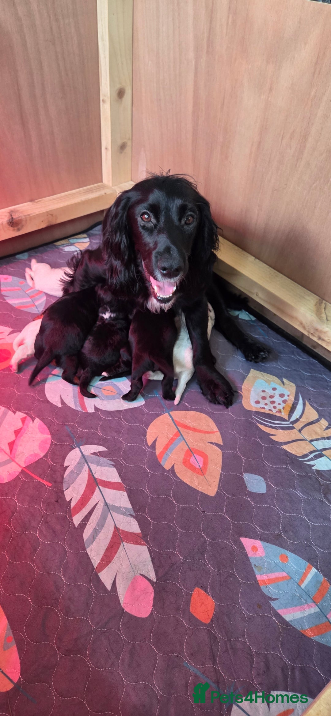 Cocker Spaniel dogs for sale: KC Registered Working Cocker Spaniels - Image 1