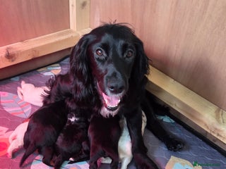 Cocker Spaniel dogs - Advert 29
