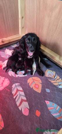Cocker Spaniel dogs - Advert 5