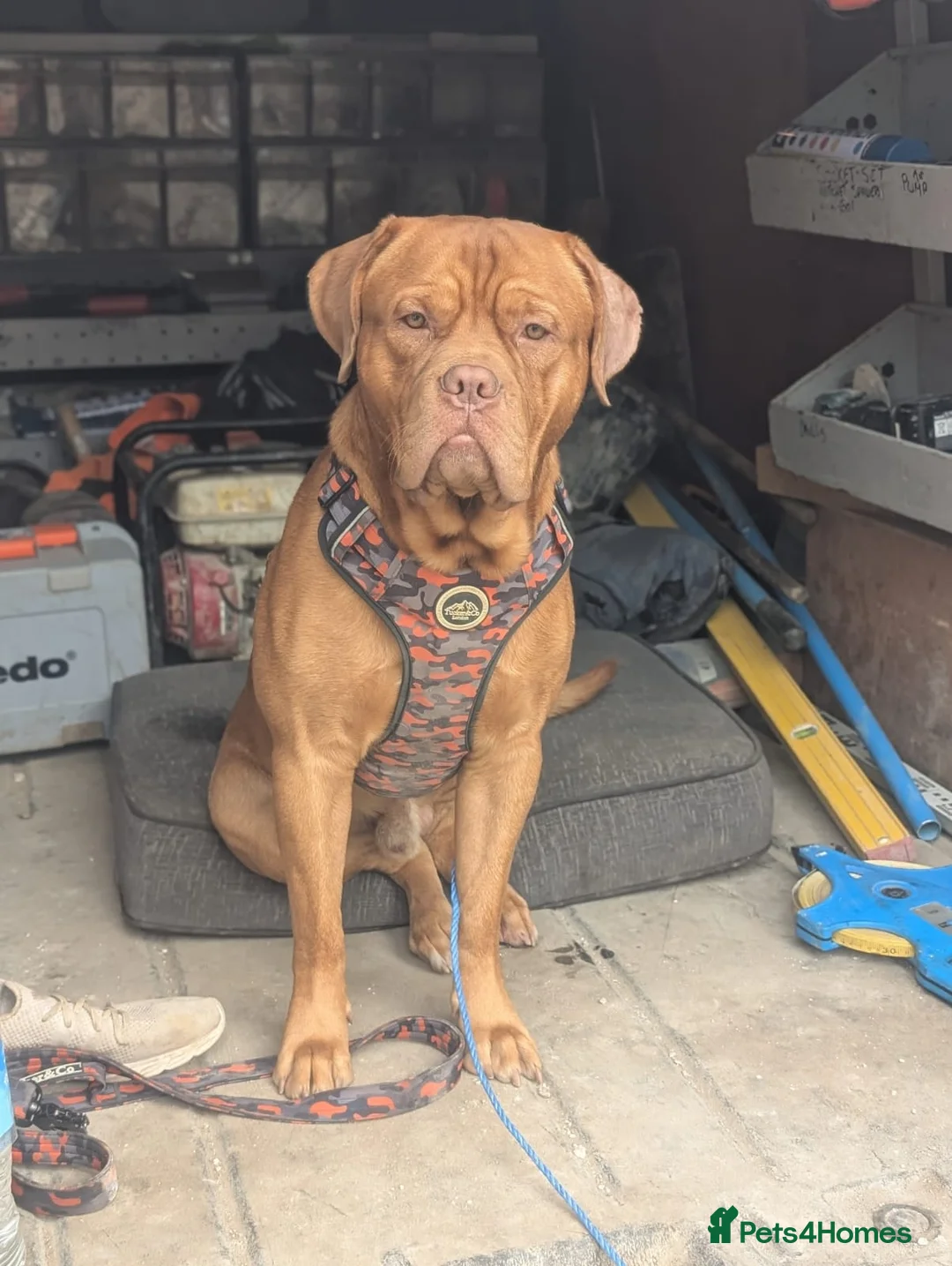 Dogue De Bordeaux dogs for sale: Dogue de debordeux  in Louth - Advert 2