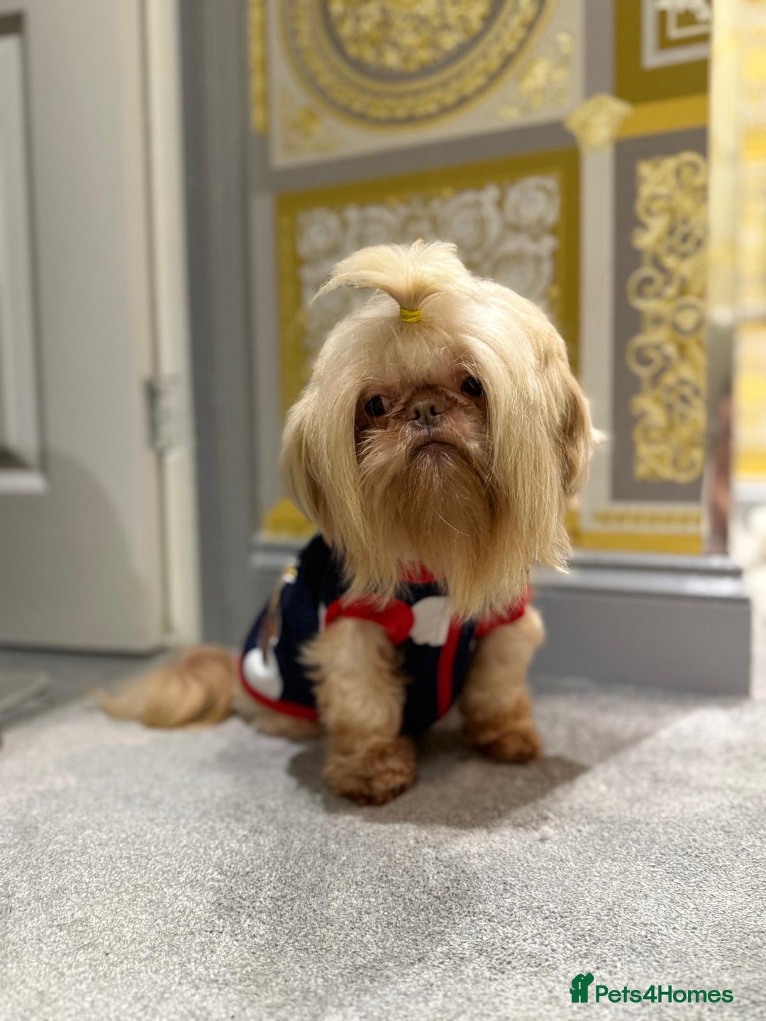 Shih Tzu dogs for sale: IMRERIAL SHIHTZU PUPPIES - Advert 36