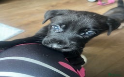 Mixed Breed dogs for sale: CaneCorso/Husky puppies  - Image 2