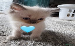 Ragdoll cats for sale: 6 blue point ragdolls for sale 5 boys 1 girl  - Image 8