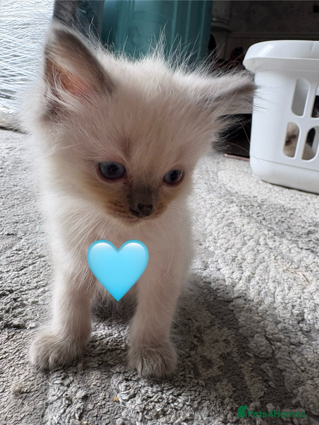 Ragdoll cats for sale: 6 blue point ragdolls for sale 5 boys 1 girl  - Image 8