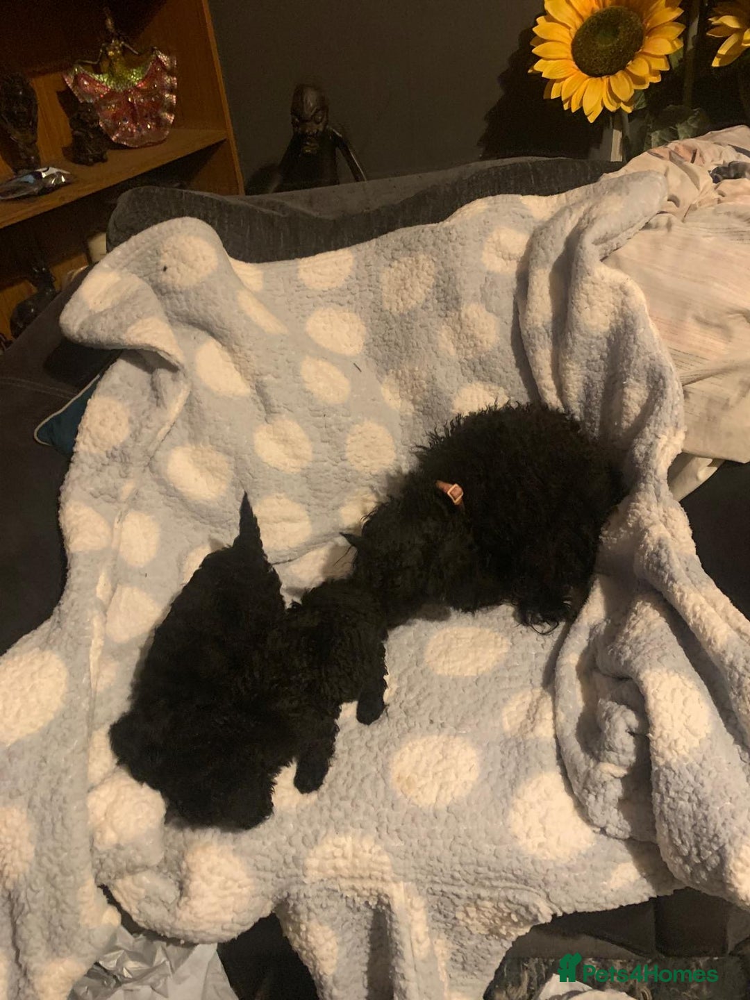 Miniature Poodle dogs for sale: Miniature poodles  - Advert 11