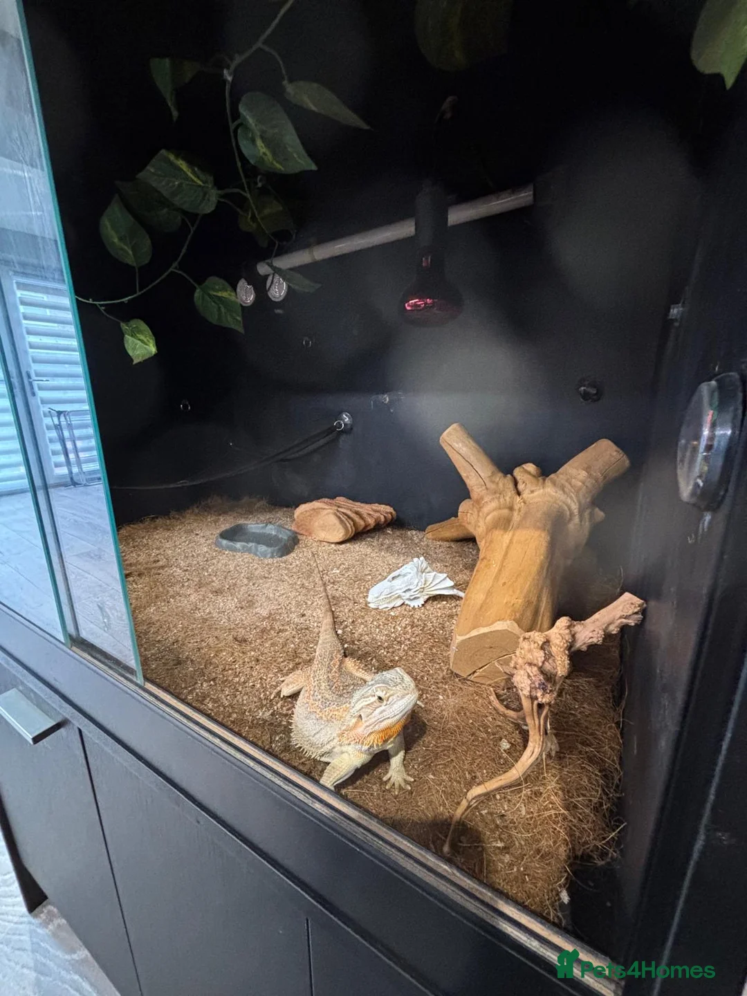 Bearded Dragon reptiles for sale: Female bearded dragon - Advert 2