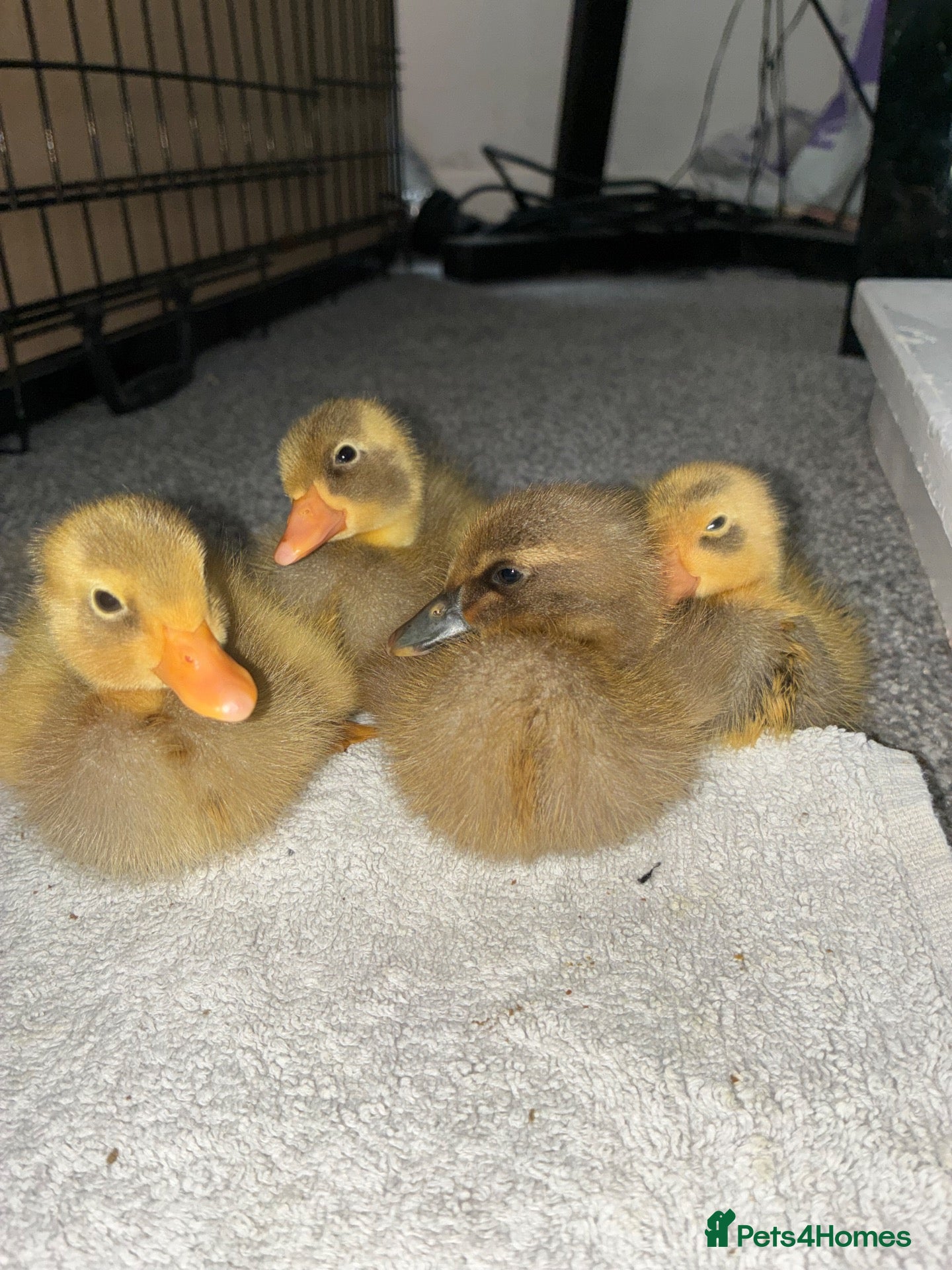 Ducks poultry 4 Indian runner ducklings for sale  - Advert 1